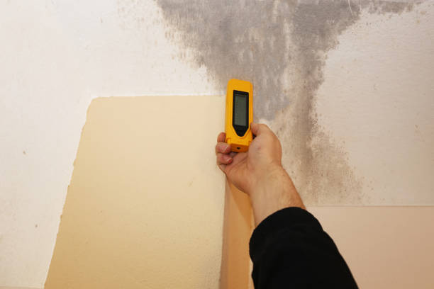 Stevensville, MT Mold Removal Company