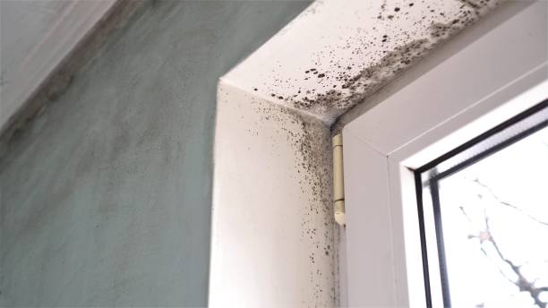 Best Dehumidification Services  in Stevensville, MT