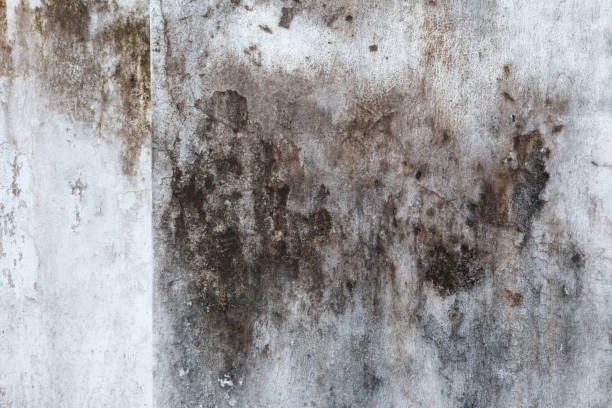 Best Environmental Consulting for Mold Prevention  in Stevensville, MT
