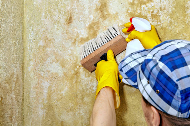 Best Forensic Mold Investigation  in Stevensville, MT
