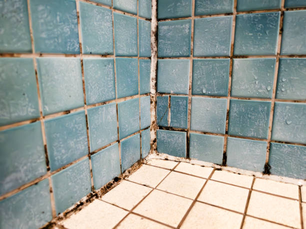 Best Mold Documentation for Insurance Claims  in Stevensville, MT