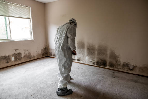 Best Airborne Mold Testing  in Stevensville, MT
